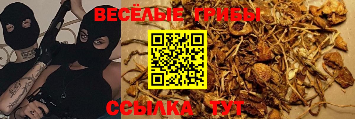 Краснокамск  Галлюциногенные грибы Psilocybine cubensis  купить наркотик  Вход с VPN 